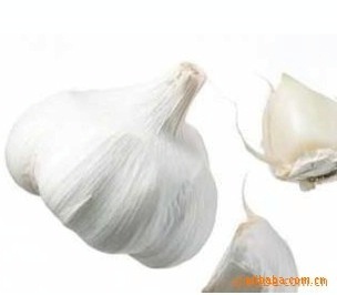 顺旺农产品 优质大蒜供应商，满足您的多样化需求