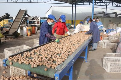 疏附县农村信用合作联社发放2.1亿元贷款，全力服务“三秋”生产助力蔬菜产业发展