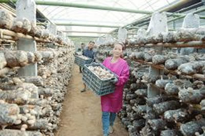 山西万荣县壮香知合作社 香菇产业引领群众致富路