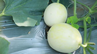 汇泉农业 农副产品收购的专业力量，为何你还不知道？