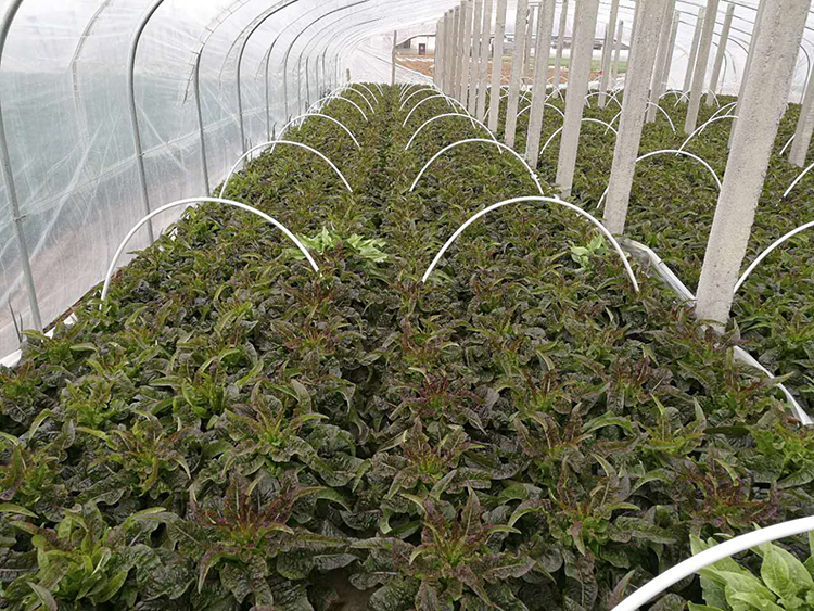 优质莴笋 新鲜上市——绿色农产品的市场机遇与价值