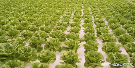 现代无土栽培技术之浮板水培技术蔬菜生产