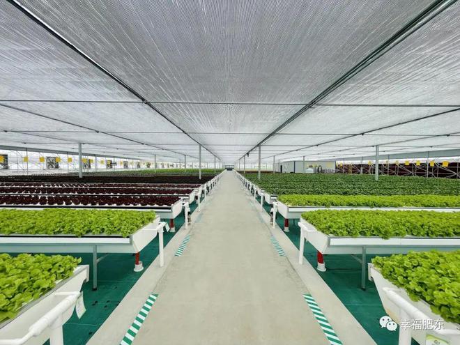 全省首批！肥东县农产品果蔬种植与农副产品收购双丰收