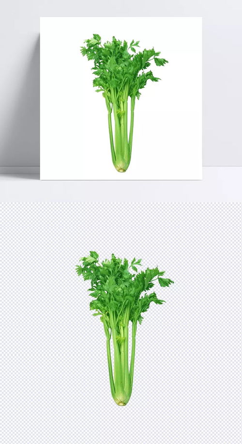 绿意盈盈 铁轨边的风与手绘芹菜的清新邂逅